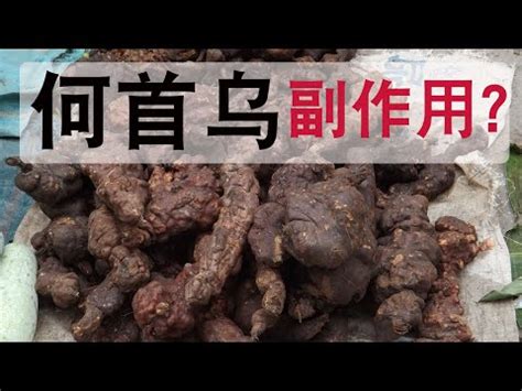 何烏首|何首烏：全面了解及其食用禁忌、功能和方法 – 杏壇中。